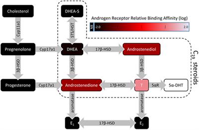 Androgen Regulation of the Mesocorticolimbic System and Executive Function